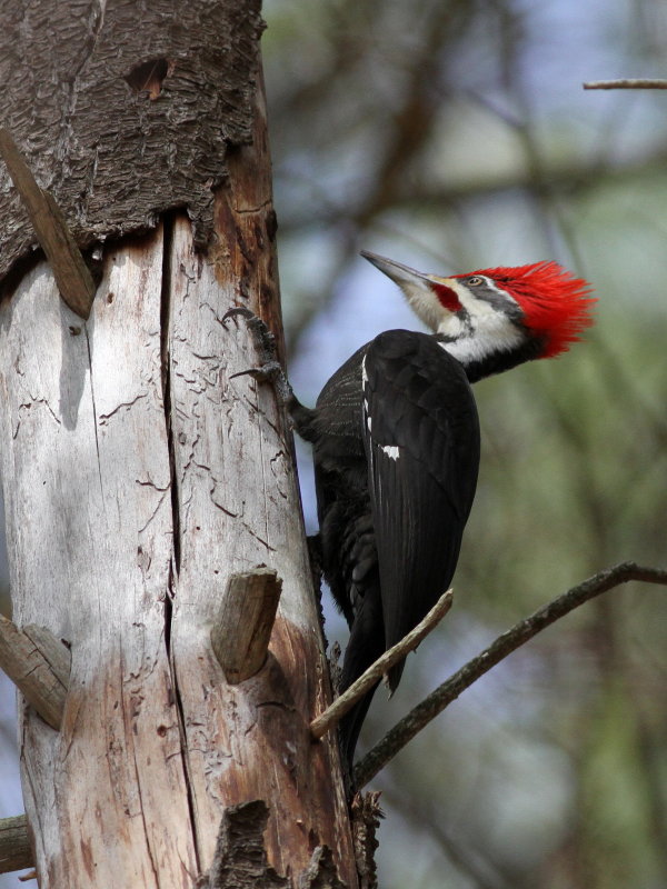 Pileated Woodpecker ♂