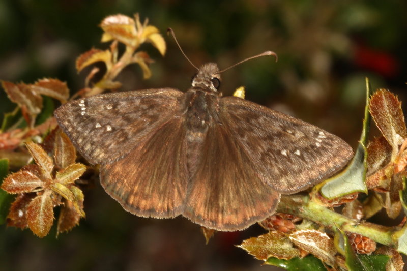 Propertius Duskywing