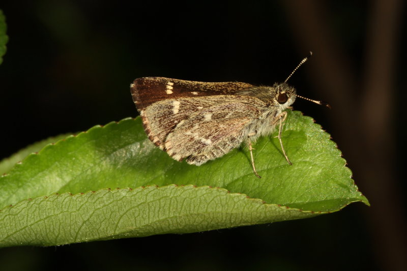 Pepper and Salt Skipper