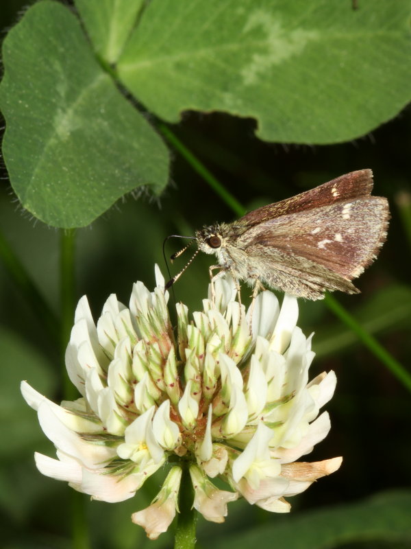 Pepper-and-Salt Skipper