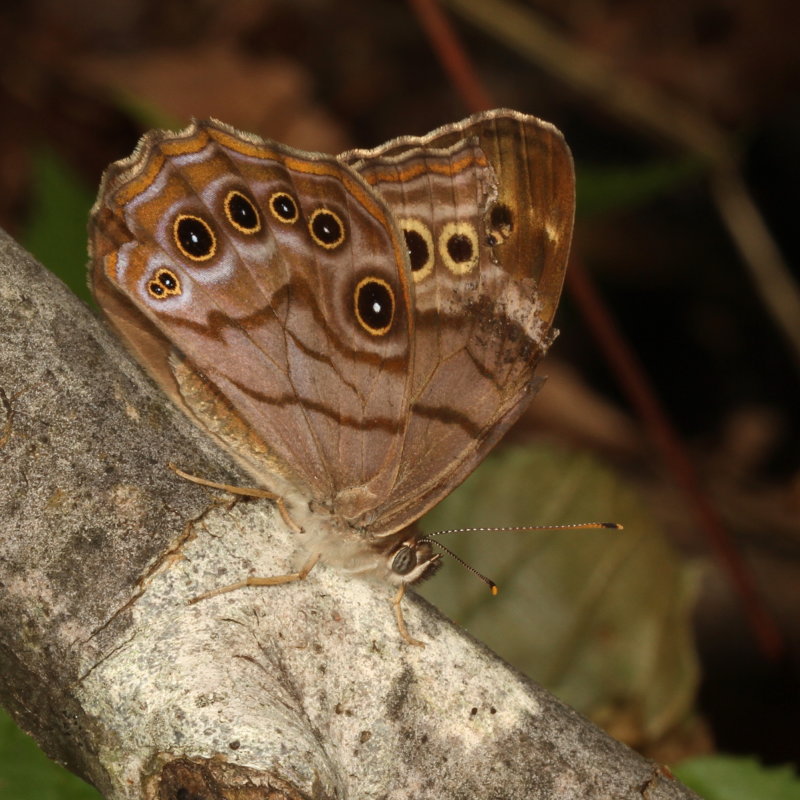 Northern Pearly-eye