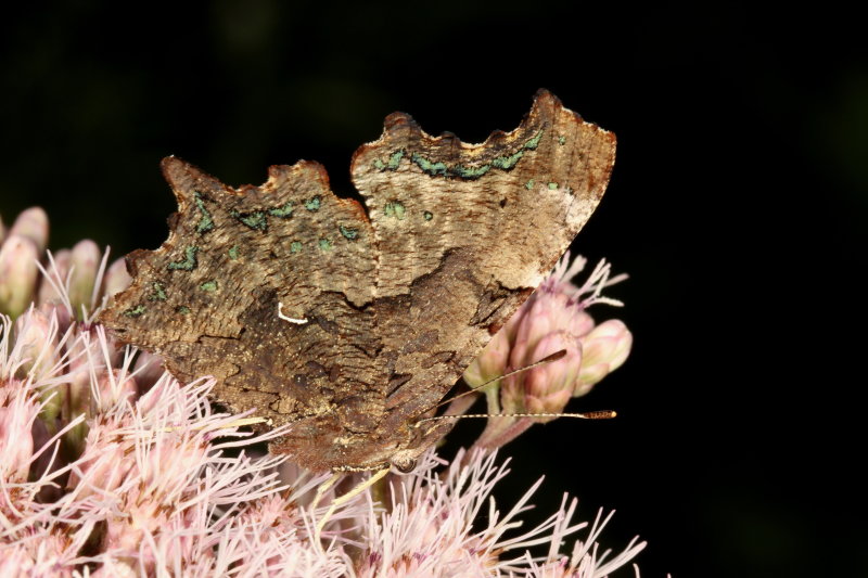 Green Comma