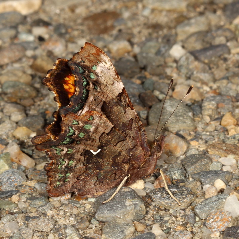 Green Comma