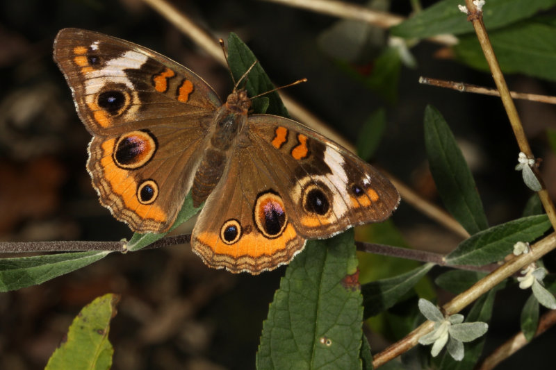 Common Buckeye