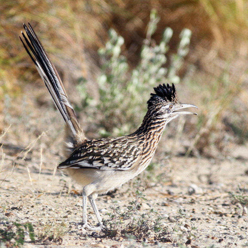 Greater Roadrunner