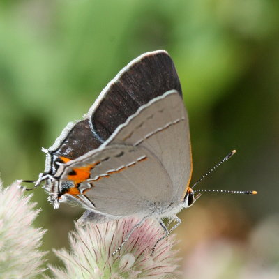 Gray Hairstreak