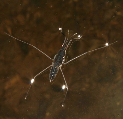 Gerridae : Water Striders