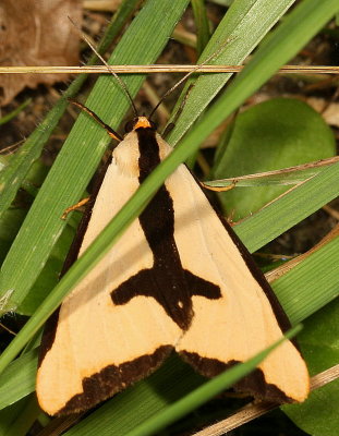 Hodges#8107 * Clymene Moth * Haploa clymene