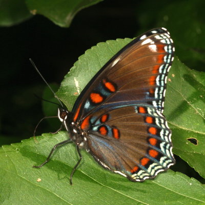 Red - Spotted Purple