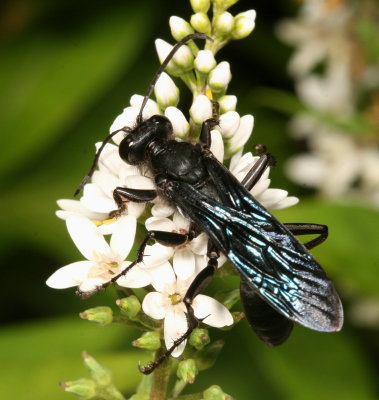 Sphex pennsylvanica * Black Digger Wasp