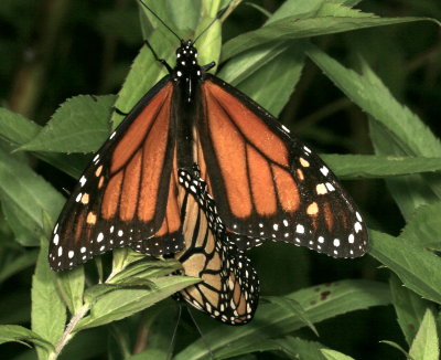 Monarchs mating