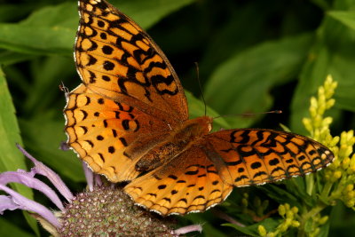 Aphrodite Fritillary