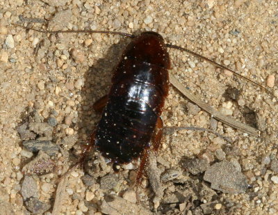 Parcoblatta virginica * Virginia Wood Cockroach