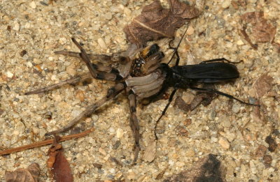 Tribe Pompilini with Wolf Spider