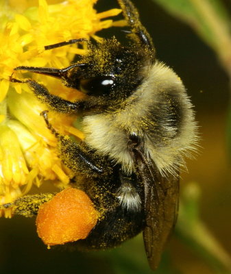 Common Eastern Bumble Bee ♀