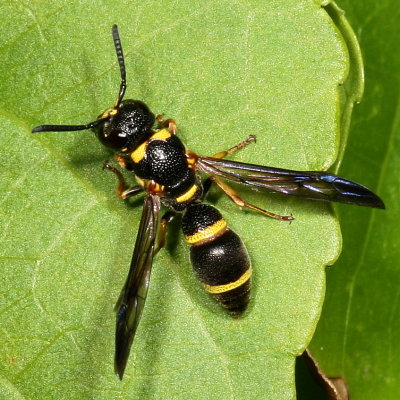 Parancistrocerus perennis  ♀