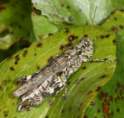 Pine Tree Spurthroat Grasshopper ♀