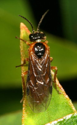Subfamily Nematinae
