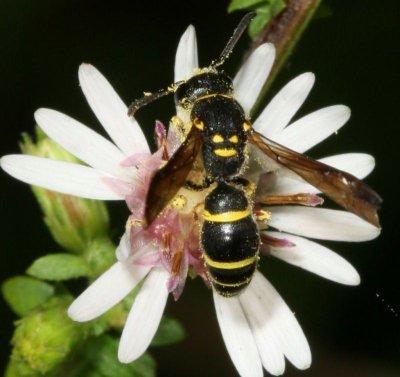 Ancistrocerus catskill