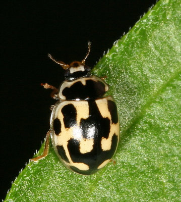 Propylea quatuordecimpunctata