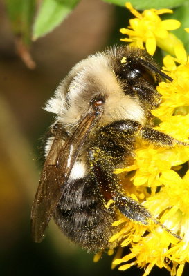 Common Eastern Bumble Bee - queen