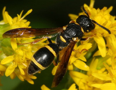 Parancistrocerus perennis - ♀