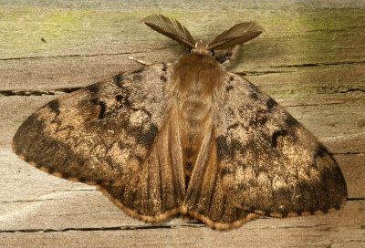 Hodges#8318 * Gypsy Moth ♂ * Lymantria dispar