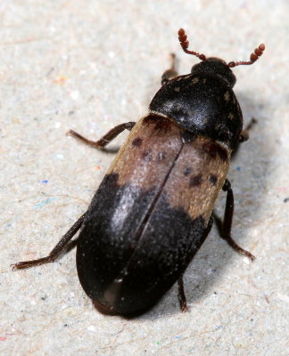 Dermestes lardarius * Larder Beetle