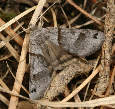 Hodges#8739 * Forage Looper Moth * Caenurgina erechtea