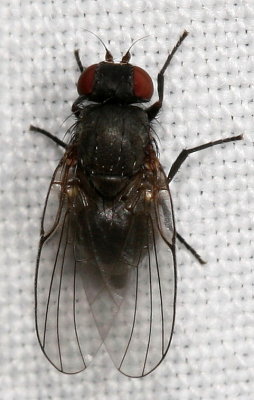 Agromyzidae : Leaf Miner Flies