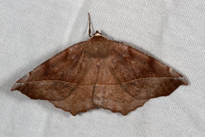 Hodges#6966 * Curve-toothed Geometer * Eutrapela clemataria