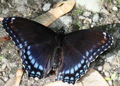 Red - Spotted Purple