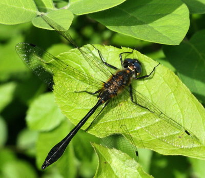 Racket-tailed Emerald ♀