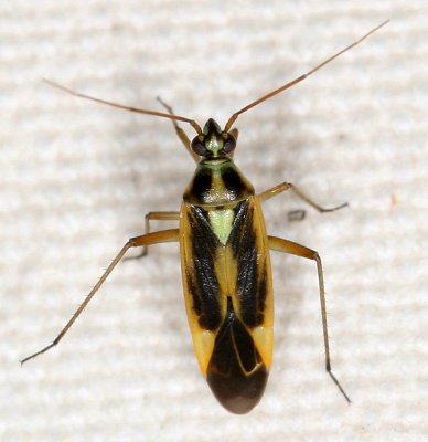 Stenotus binotatus