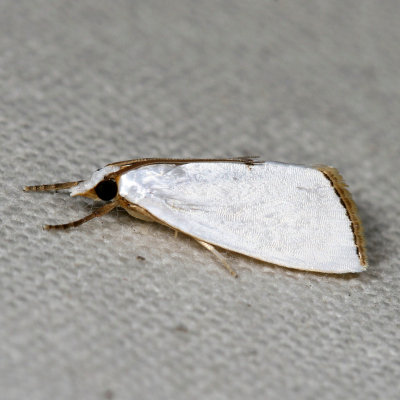 Hodges#5464 * Snowy Urola Moth * Urola nivalis