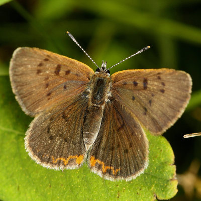 Bog Copper ♀