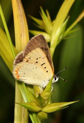 Bog Copper