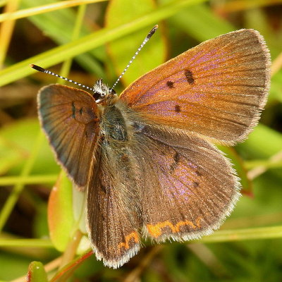 Bog Copper ♂