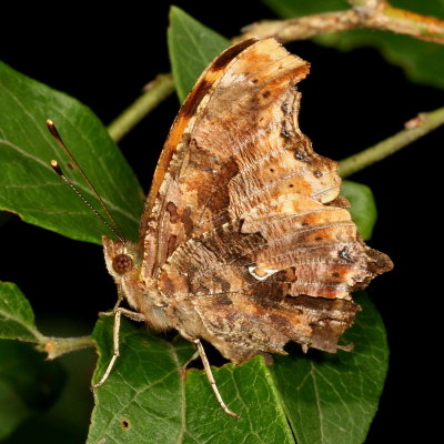 Eastern Comma