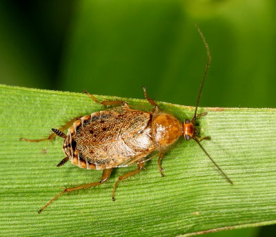 Ectobius lapponicus ♀