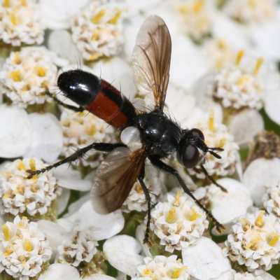 Genus Cylindromyia