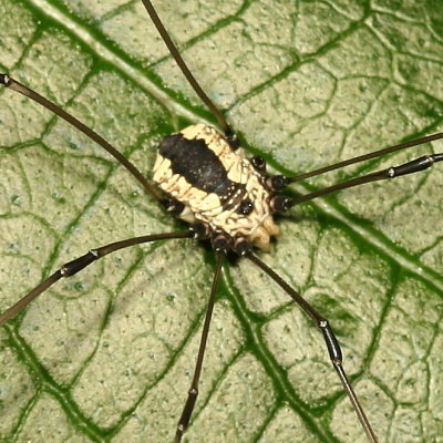 Leiobunum vittatum (immature)