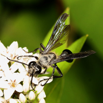 Isodontia mexicana * Grass-carrying Wasp