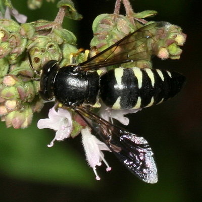 Bicyrtes quadrifasciatus * Four-banded Stink Bug Wasp