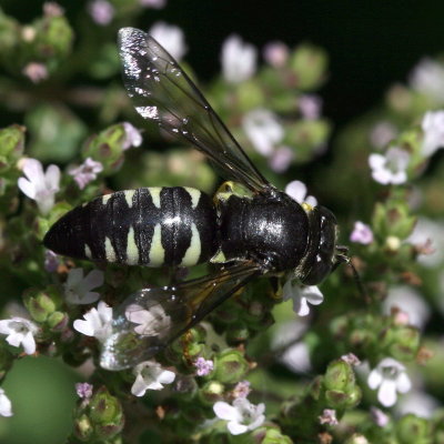 Bicyrtes quadrifasciatus * Four-banded Stink Bug Wasp