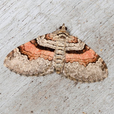 Hodges#7368 * Labrador Carpet * Xanthorhoe labradorensis