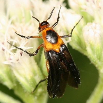 Macrosiagon limbata ♀