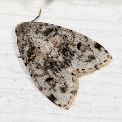 Hodges#8098 * Little White Lichen Moth * Clemensia albata