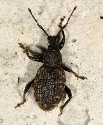 Otiorhynchus sulcatus * Black Vine Weevil