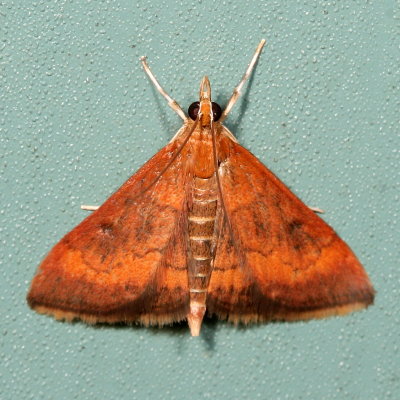 Hodges#5051 * Variable Reddish Pyrausta * Pyrausta rubricalis